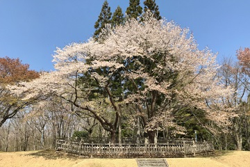 昭和天皇御手植えの桜