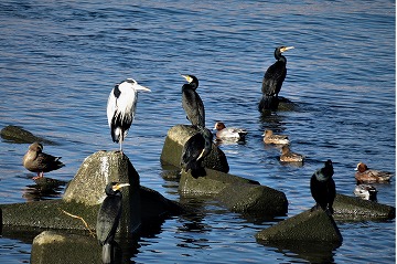 水鳥の川端会議