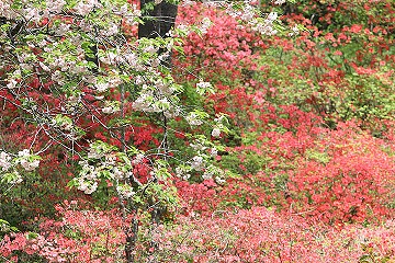 桜とツツジ