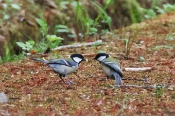 シジュウカラ