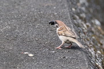 スズメ