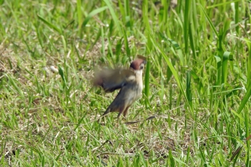 飛び立つスズメ