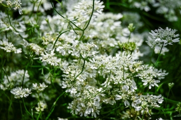 オルレアの花