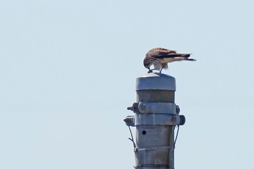チョウゲンボウ