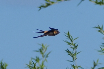 コシアカツバメ