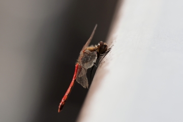 コシアカツバメ